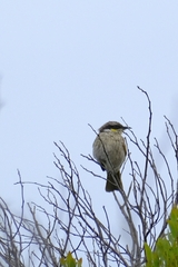 Gavicalis virescens