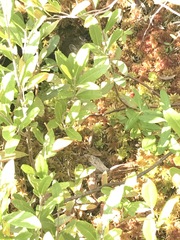 Clethrionomys gapperi