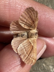 Malacosoma californica