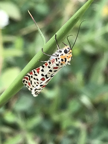 Crotalaria moth