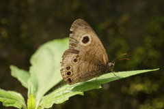 Ypthima baldus