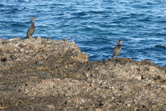 Gulosus aristotelis desmarestii
