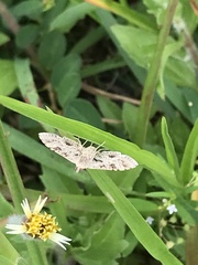 Sameodes cancellalis