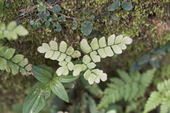 Adiantum flabellulatum