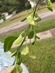 Citrus trifoliata