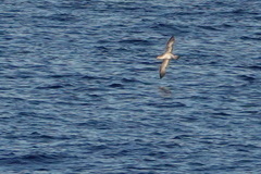 Calonectris diomedea