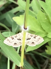 Sameodes cancellalis