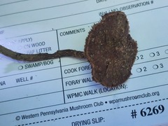Inosperma apiosmotum