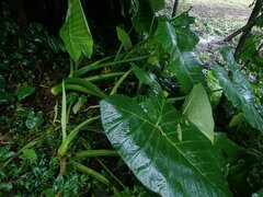Xanthosoma
