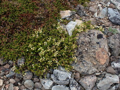 Phyllodoce glanduliflora