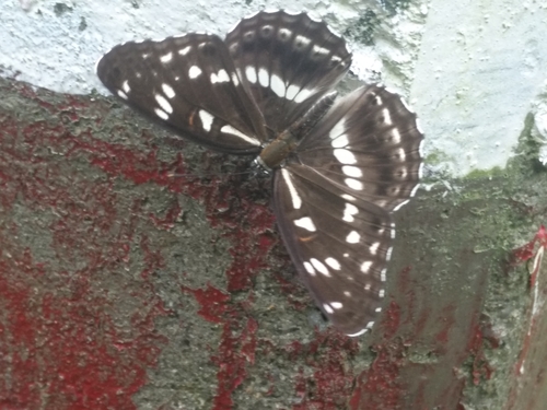 Limenitis doerriesi