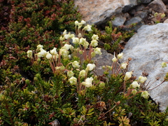 Phyllodoce glanduliflora