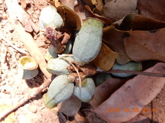 Eucalyptus miniata