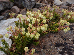 Phyllodoce glanduliflora