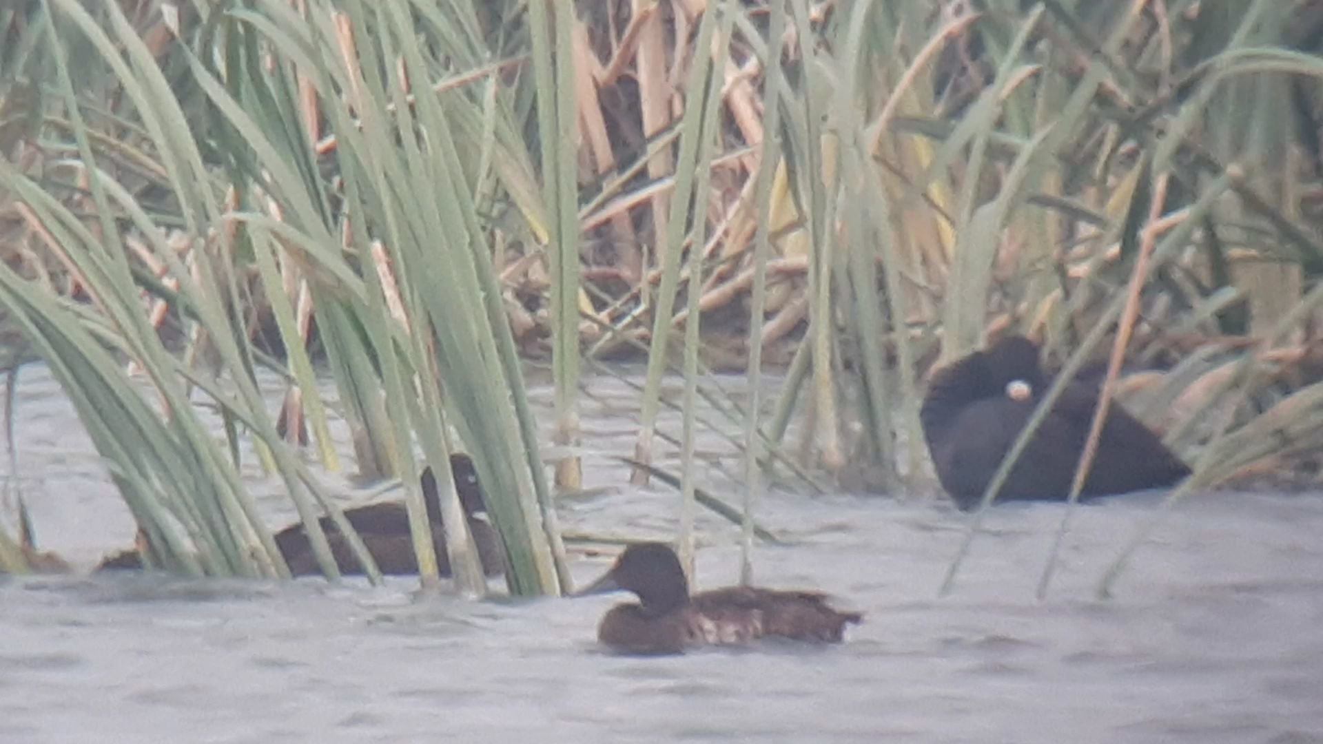 Baer's Pochard