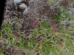 Penstemon procerus