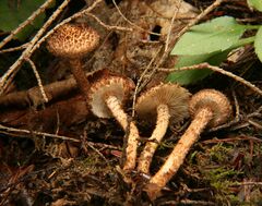 Inocybe hystrix