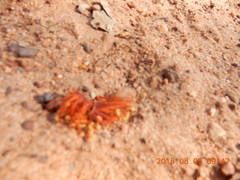 Eucalyptus miniata