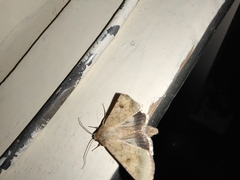 Helicoverpa armigera