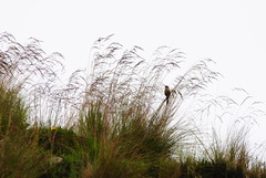 Asthenes maculicauda