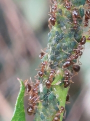 Prenolepis nitens