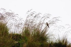 Asthenes maculicauda