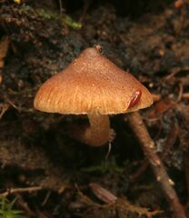 Inocybe napipes
