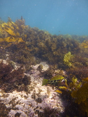 Heteroscarus acroptilus