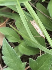 Nomophila noctuella