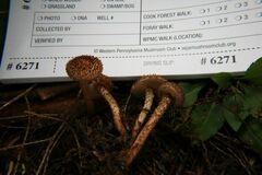 Inocybe hystrix