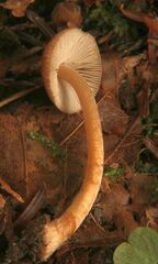 Inocybe napipes