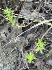 Proserpinaca pectinata