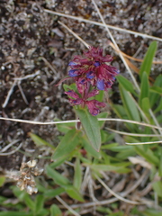 Penstemon procerus