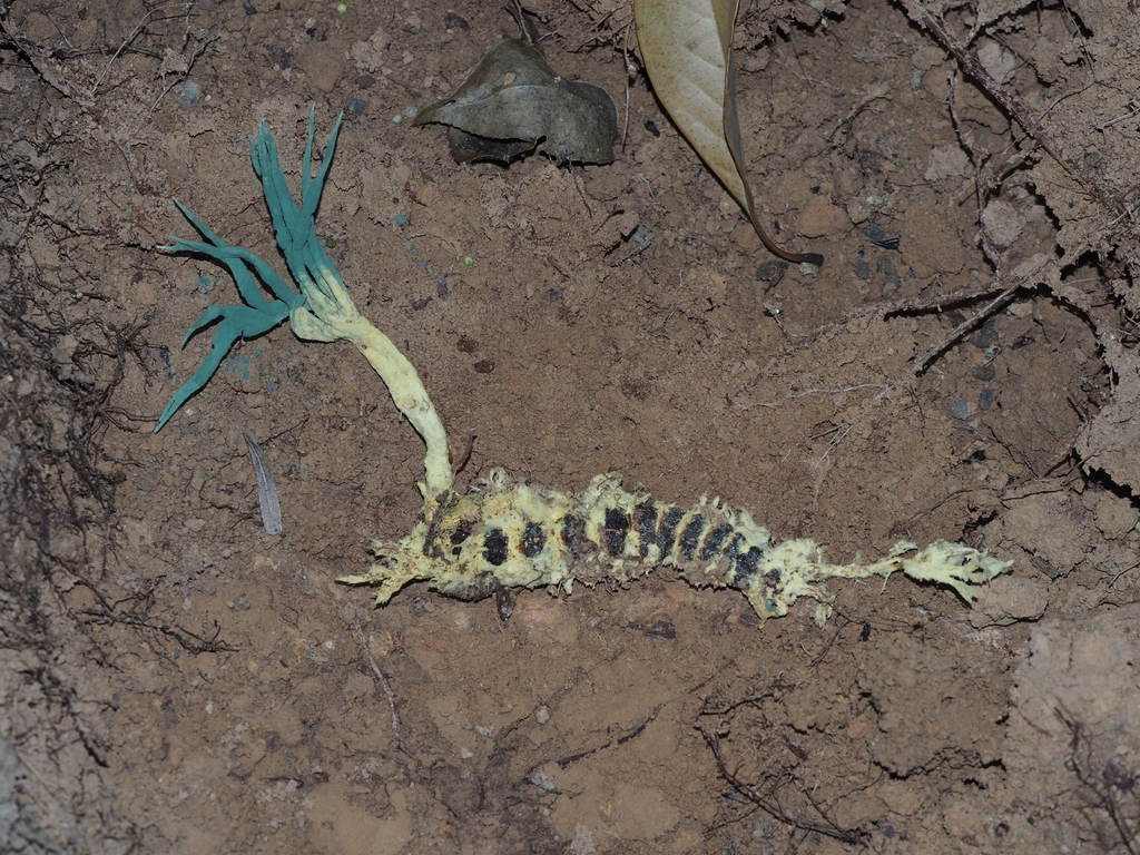 Ophiocordyceps jiangxiensis