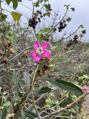 Malva assurgentiflora