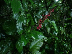 Odontonema