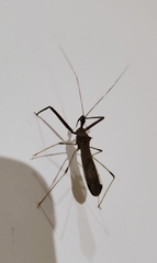 Rocconota annulicornis