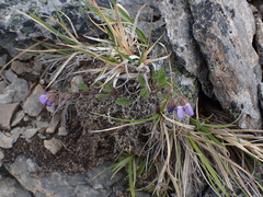 Polemonium pulcherrimum