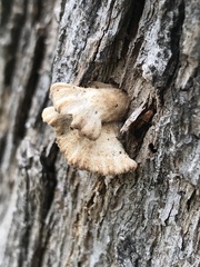 Bresadolia craterella