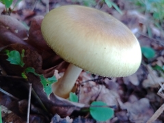 Amanita phalloides