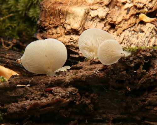 Crepidotus applanatus