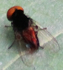 Muscoidea