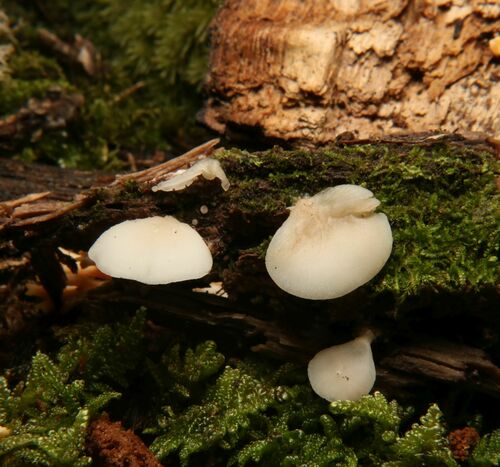 Crepidotus applanatus (Photo 2 of 3)