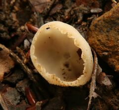 Tarzetta cupularis