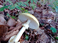 Amanita phalloides
