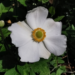 Eriocapitella hupehensis