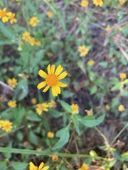 Acmella oppositifolia