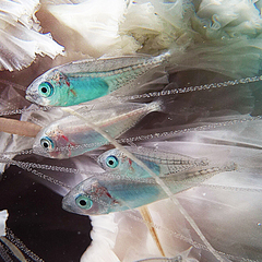 Decapterus