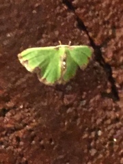 Synchlora xysteraria