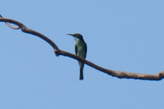 Merops viridis